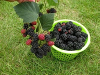 Böğürtlen Yetiştiriciliği Nedir ve Nasıl Yapılır?