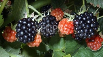 Böğürtlen Fidesi Dikimi Nasıl Yapılmalıdır?